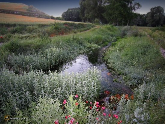 Amanece en el río Franco, Cerrato