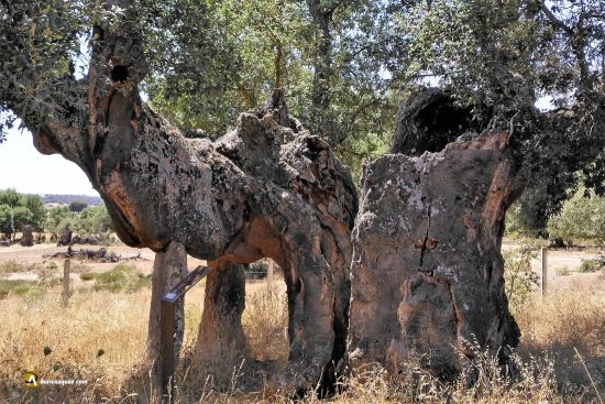 Alcornoque gordo de la Calahorra