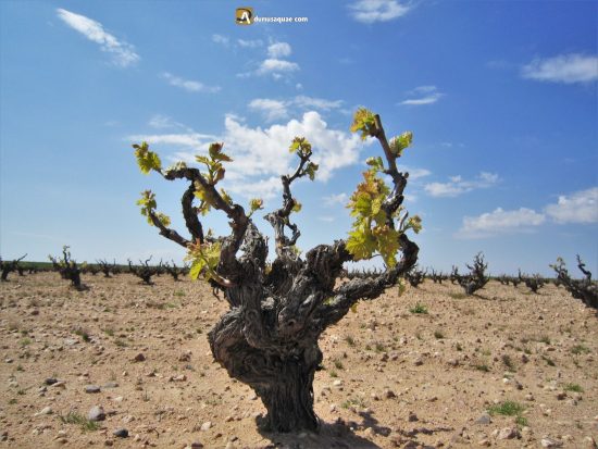 Majuelo en Villaester