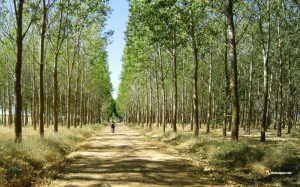 Chopera en las riberas del Cea