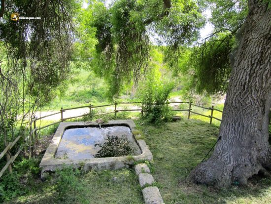 Torre Duero: fuente y fresno