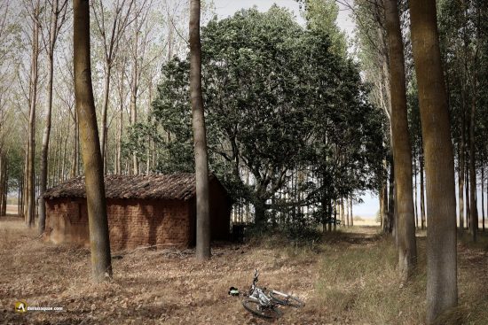 Melgar de Fernamental, chopera y nogal