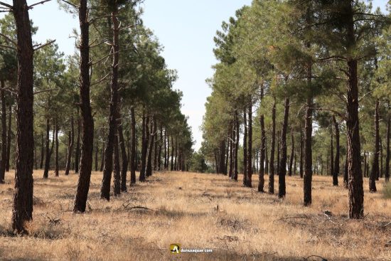 Pinos negrales en Arévalo