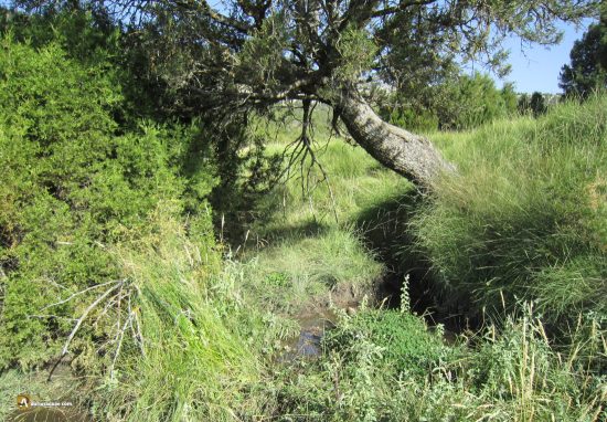 Nacimiento del Esgueva en la fuente de los Casares