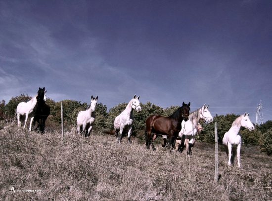 Curiosos espectadores