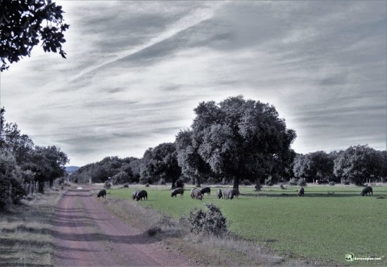 Dehesa en Tamames, Salamanca