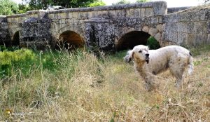Puente de piedra en Pinilla Trasmonte