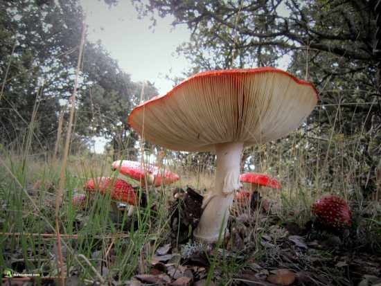 Amanitas en Salamanca