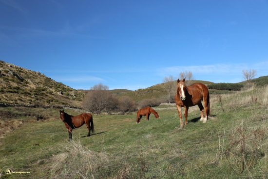 Caballos en Hoyos del Espino