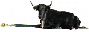Vaca avileña