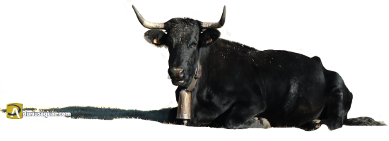 Vaca avileña