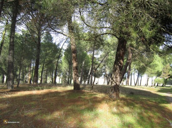 Pinares en Cuellar