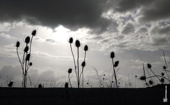 Cardos al contraluz