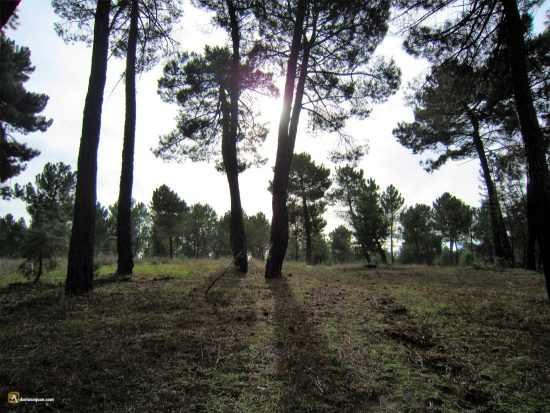 Pinares en Mata de Cuellar