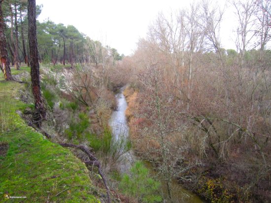 Río Cega entre pinos