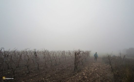 Viñas entre la niebla
