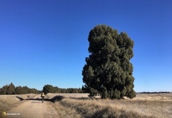 La sabina Picota o Pica