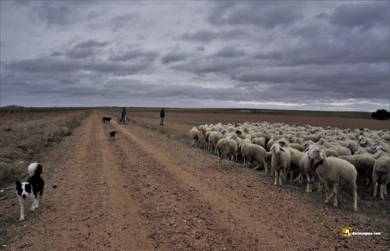 El pastor de Nava del Rey