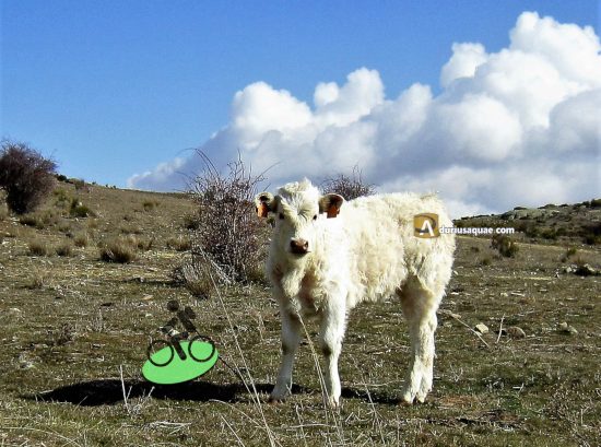 Ternero blanco en la sierra de Ávila