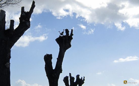 Nidos de cigüeña en chopos