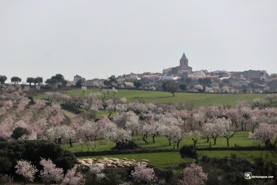 Almendros en flor en La Fregeneda