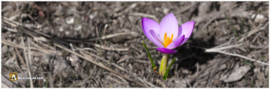 Crocus morado