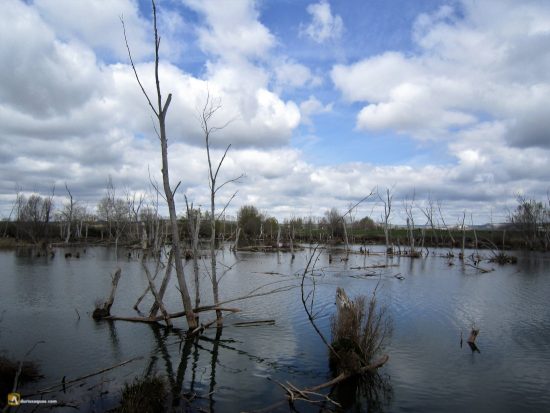Río Pisuerga atravesando el Cerrato