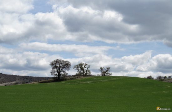 El Cerrato en Primavera