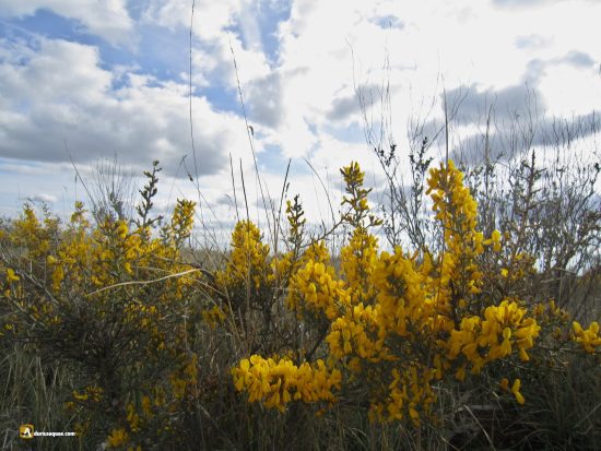 Genista en el Cerrato
