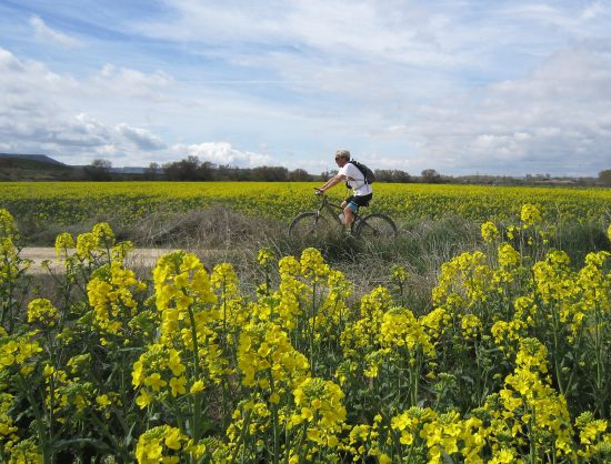 Campos de Colza junto al Pisuerga