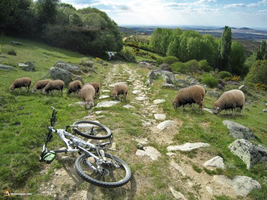 Ovejas en Narrillos del Rebollar