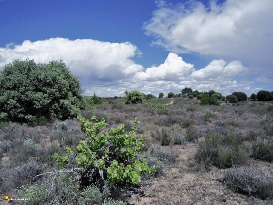 Majuelo perdido en Gumiel