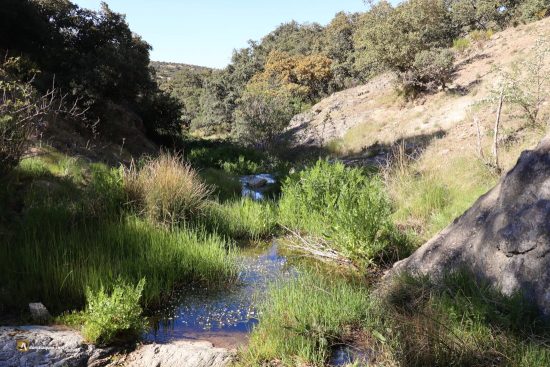 El Matapeces por Chamartín