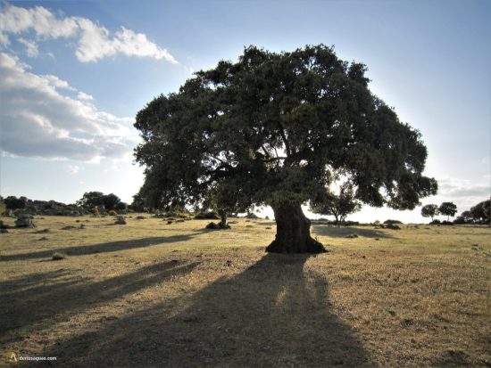 Chamartín: encina del Pradejón