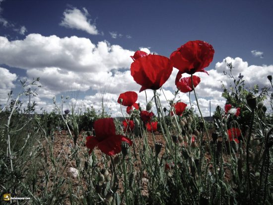 Campos en Gumiel del Mercado