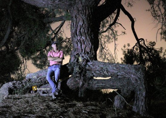 El pino de San Miguel del Arroyo