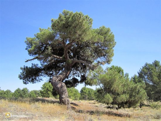 Negral en Camporredondo