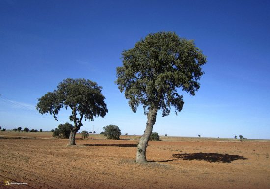 Encinas en San Pedro de Latarce