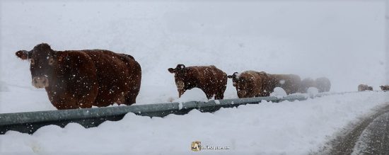 Montaña de Riaño, vacas a la intemperie en la carretera