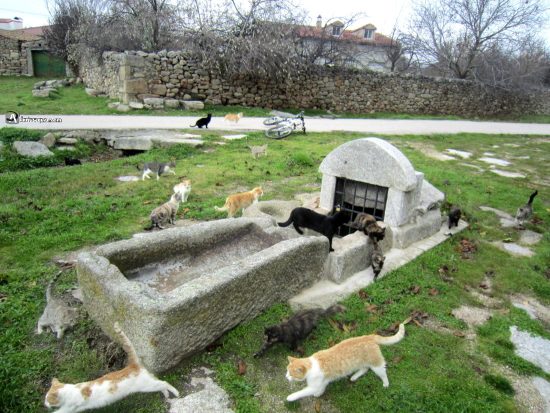 Gatos en la fuente de Navamoral