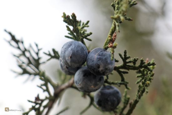 Sabina, Juniperus thurifera