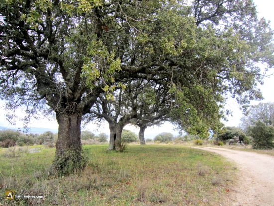 Dehesas del Corneja