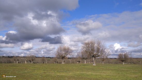 La Ramajería, Salamanca