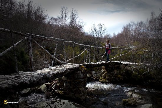 Puente de abedul sobre el arroyo Pingón