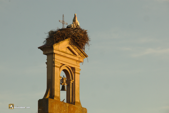 Cigüeñas espadaña liceo Francés