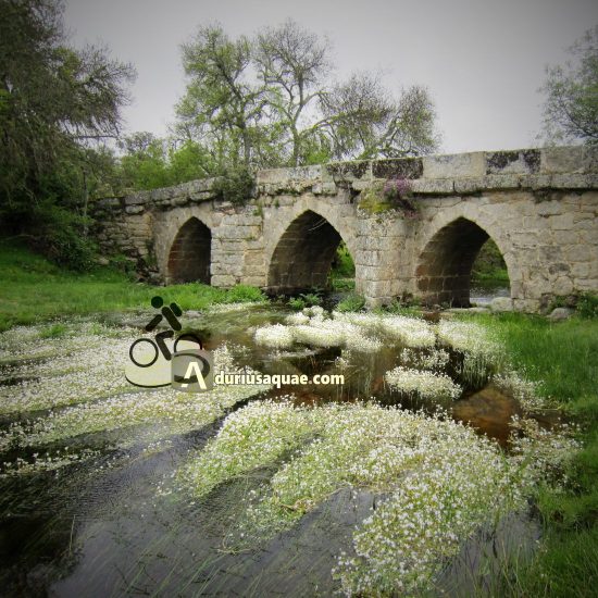 Puente de Albañeza, Arcillo