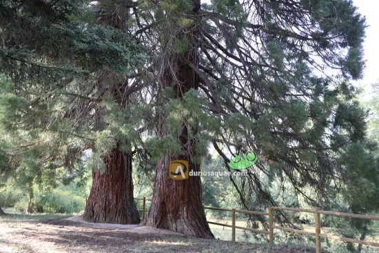 Secuoyas gigantes en Sardón