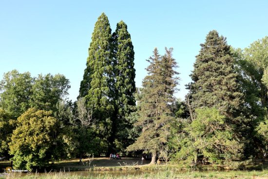 Sardón de Duero, Jardín del Carretero