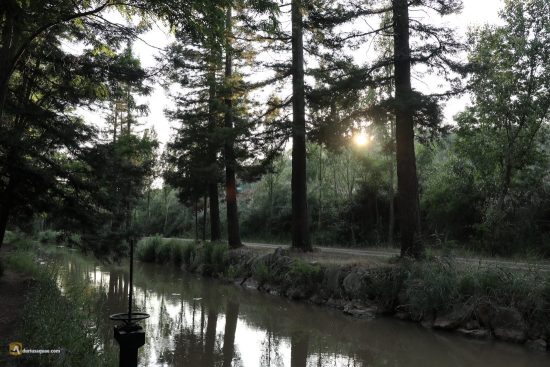 Atardecer junto al Canal del Duero con secuoyas
