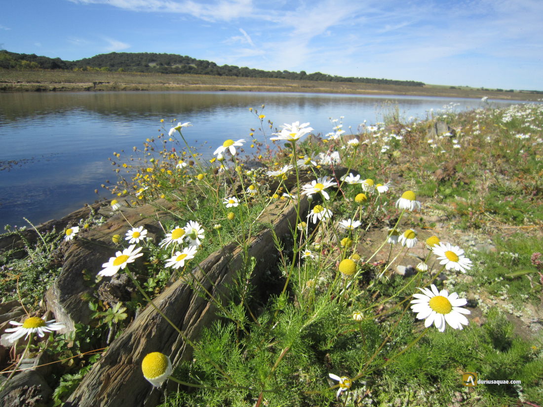El río Esla cerca de Castrotorafe, flores de otoño